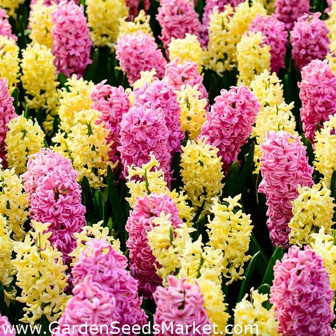 Pink og gul hyacint sæt - 24 stk - – Garden Seeds Market | Gratis fragt