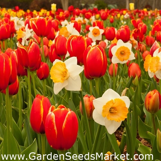 Tulipe rouge et Jonquille blanche - 50 pièces - – Garden Seeds Market |  Livraison gratuite