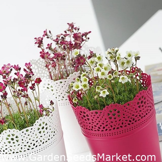 Pot de fleurs rond avec dentelle - 18 cm - Dentelle - Blanc - – Garden  Seeds Market | Livraison gratuite