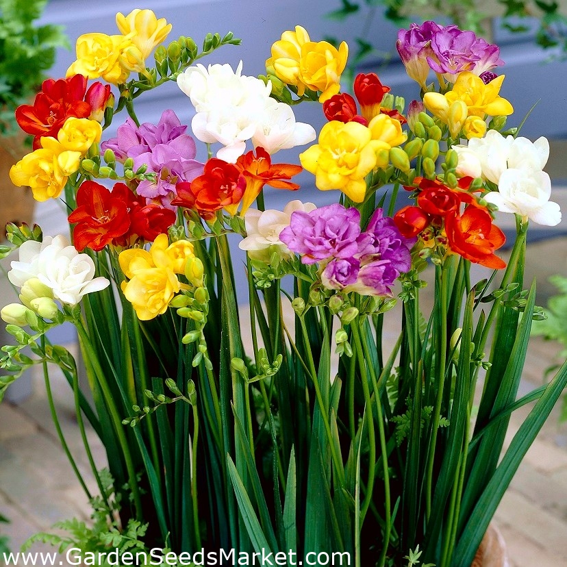 フリージアダブルミックス 10球根 Freesia Garden Seeds Market 送料無料