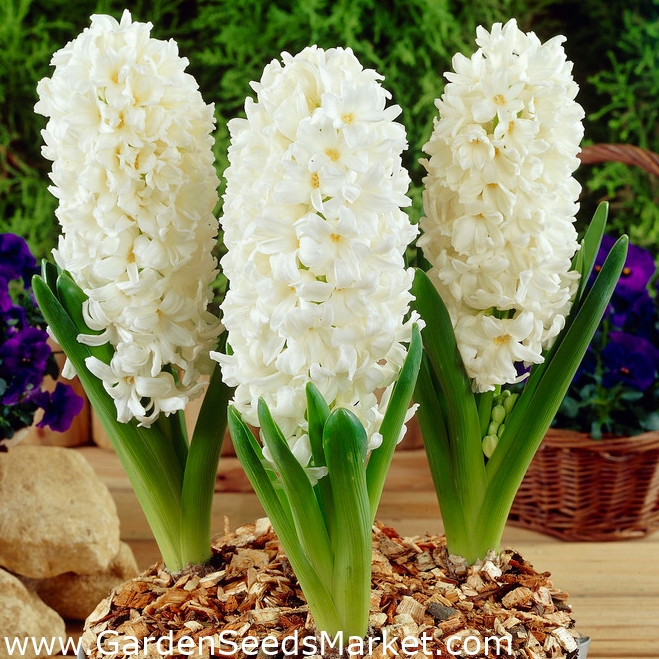 Υάκινθος Αίολος - Υάκινθος Αίολος - 3 βολβοί - Hyacinthus – Garden Seeds  Market | Δωρεάν αποστολή