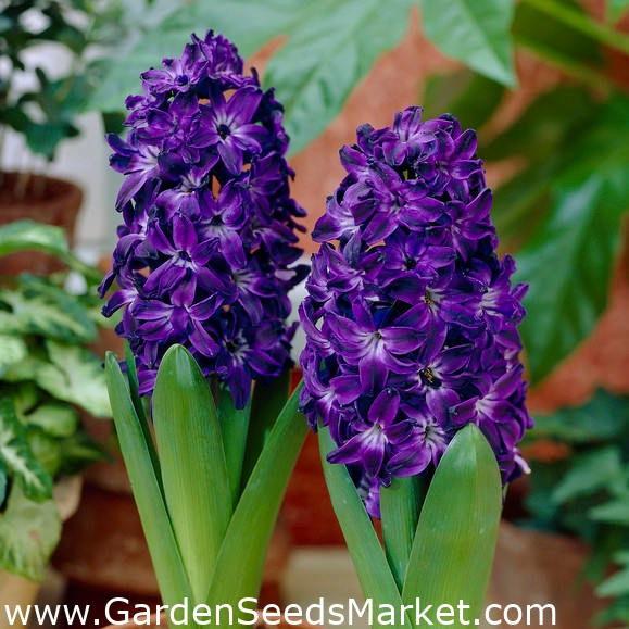ヒヤシンスブルーマジック ヒヤシンスブルーマジック 3球根 Hyacinthus Garden Seeds Market 送料無料