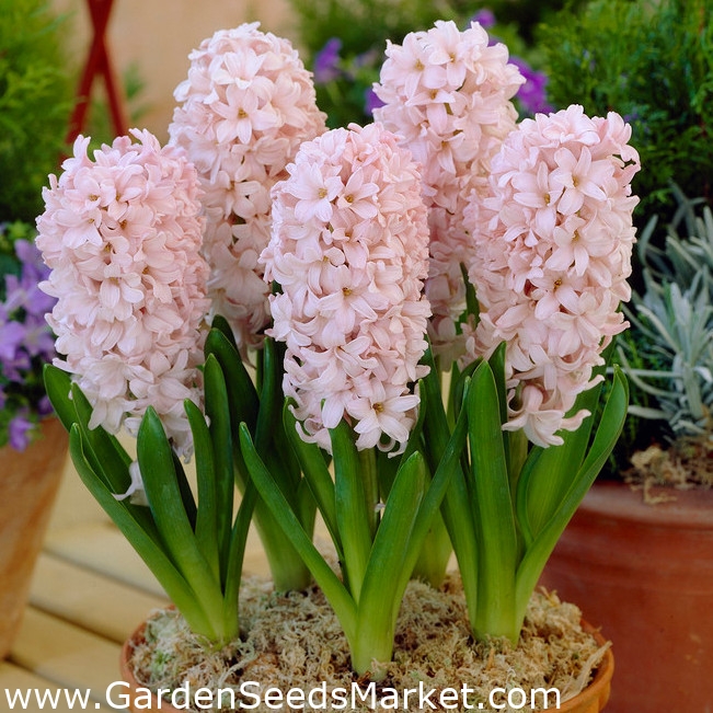 Giacinto - China Pink - pacchetto di 3 pezzi - Hyacinthus