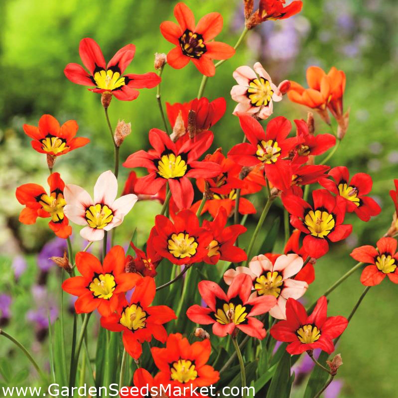Sparaxis Harlequin Flower Mix Bulbs Garden Seeds Market Free Shipping