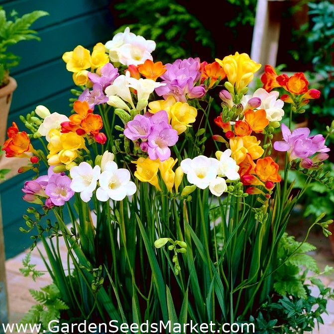 Frésia de uma flor - mistura de variedade de cores - Pacote XXXL! - 500 pcs  - – Garden Seeds Market | Frete grátis