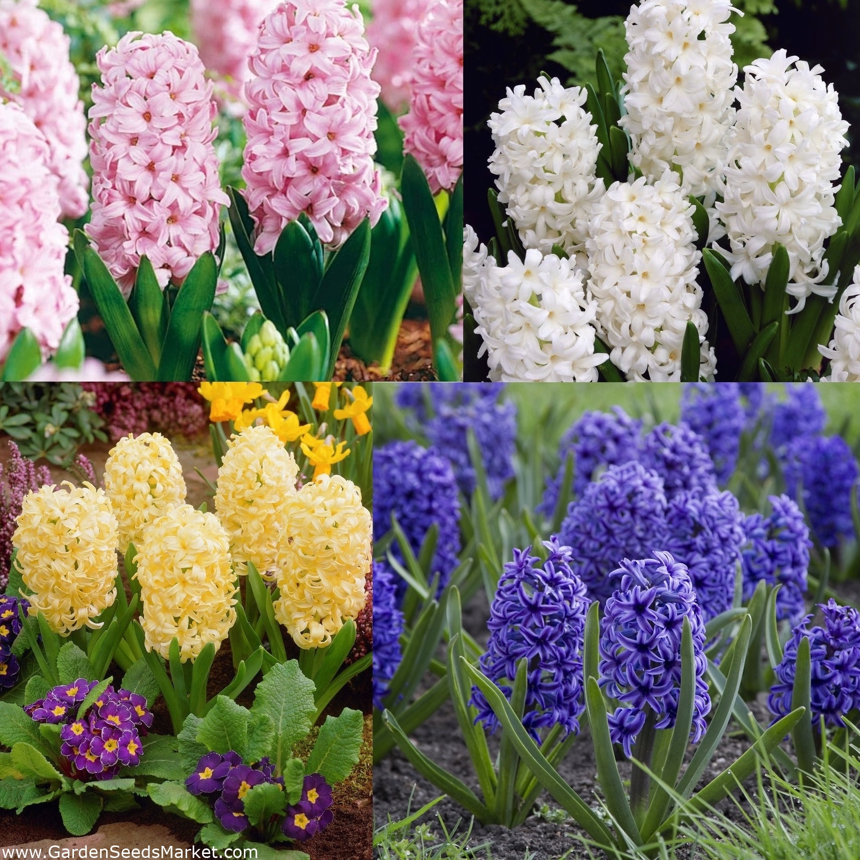 风信子 颜色选择 大包装 30个 Garden Seeds Market 免费送货 风信子 颜色选择 大包装 30个 Garden Seeds Market 免费送货
