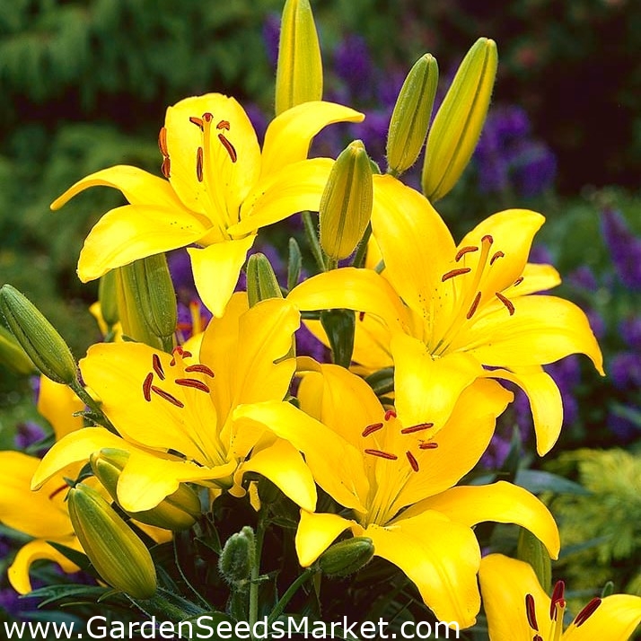 Lírio asiático com flores amarelas - Amarelo - Pacote grande! - 15 peças -  – Garden Seeds Market | Frete grátis