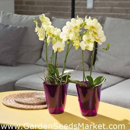 Saksija za cvijeće orhideja - Flora - 12,7 cm - Prozirno ljubičasta - –  Garden Seeds Market | Besplatna dostava