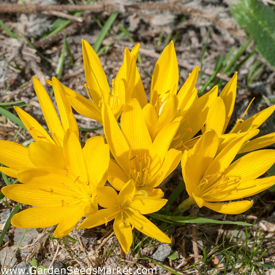 Sternbergia 冬季水仙花 大包装 个 秋天的水仙花 秋天的水仙花 百合花 黄秋番红花 Garden Seeds Market 免费送货