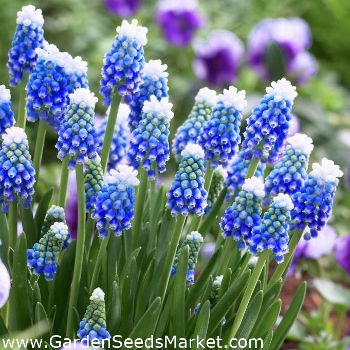 Aucher – Eloy hyacint hroznů - Muscari Mount Hood - velké balení! - 100 ks  - – Garden Seeds Market | Doprava zdarma