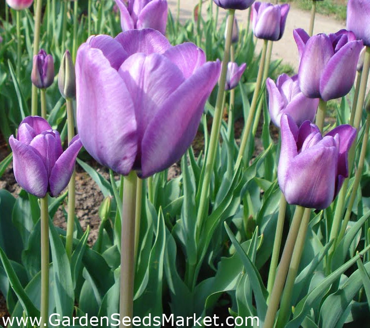 Tulipa Blue Aimable Tulip Blue Aimable 5 soğan Garden Seeds