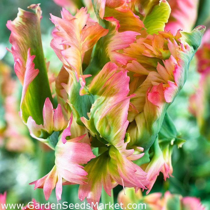 Tulipa Exotic Parrot Tulip Exotic Parrot 5 bulbs Garden Seeds