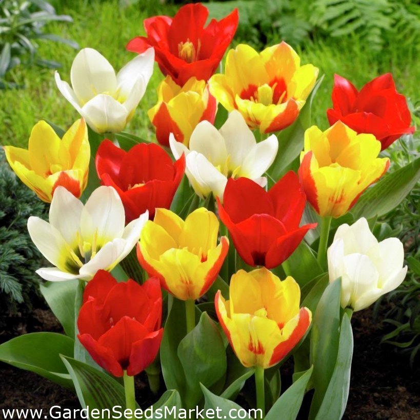 Botanisk tulipan - lavvoksende - forskellige farver - stor pakke! - 50 - – Garden Seeds Market Gratis fragt