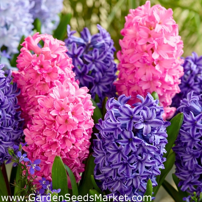 Modrá a růžová sada hyacintů - 24 ks - – Garden Seeds Market | Doprava  zdarma