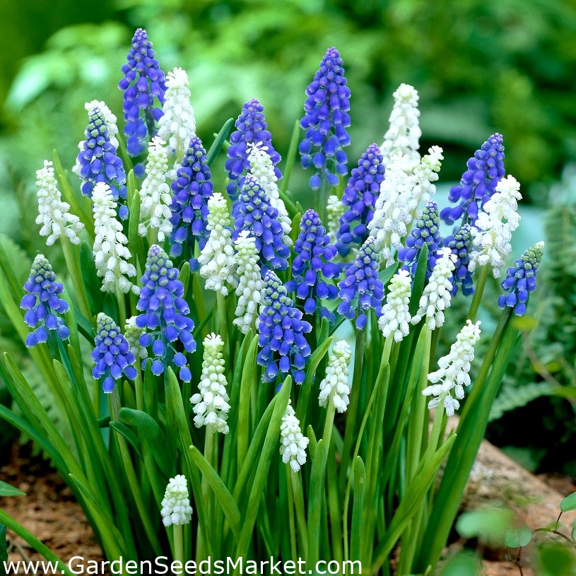 グレープヒヤシンス ムスカリ 白と青の配置 60個 Garden Seeds Market 送料無料