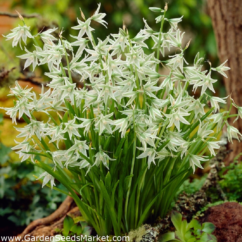 Ornithogalum Nutans ベツレヘムnutansの星 10球根 Garden Seeds Market 送料無料