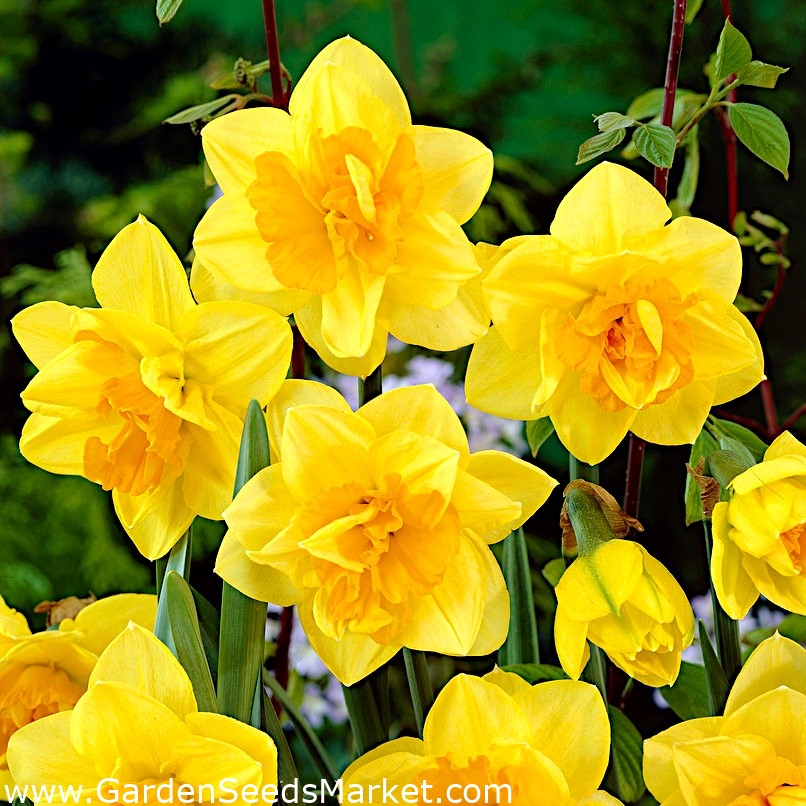 Jonquille, narcisse - fleurs doubles - 'Apotheose' - grand paquet - 50 pcs  - – Garden Seeds Market | Livraison gratuite