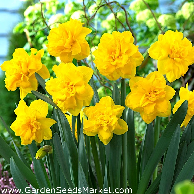 Double médaille d'or narcisse à fleurs doubles - grand paquet! - 50  pièces - – Garden Seeds Market | Livraison gratuite