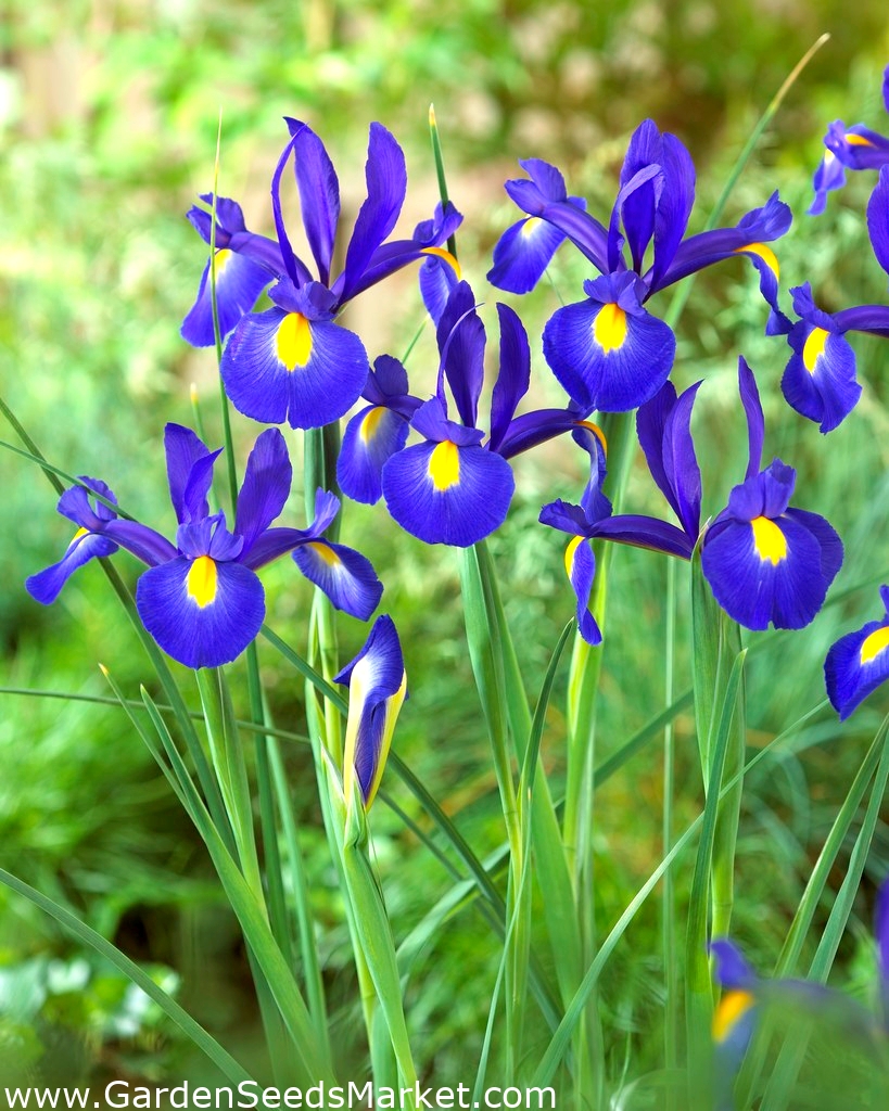 Iris hollandica Saphire Beauty 10 bulbs Garden Seeds Market Free