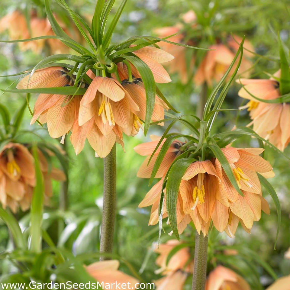 Corona imperiale - Early Fantasy; Fritillaria imperiale, corona di Kaiser –  Garden Seeds Market | Spedizione gratuita