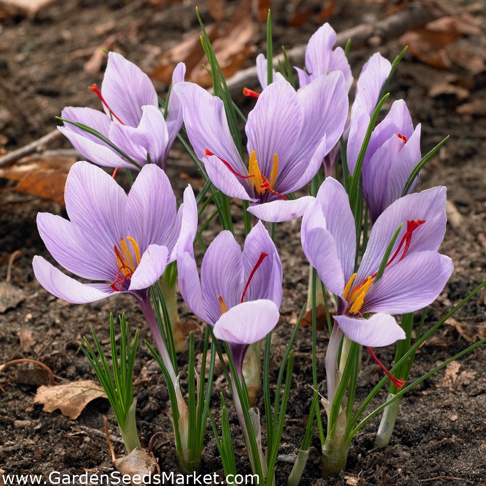 25 bulbes de crocus sativus  1 cm envoie rapide 