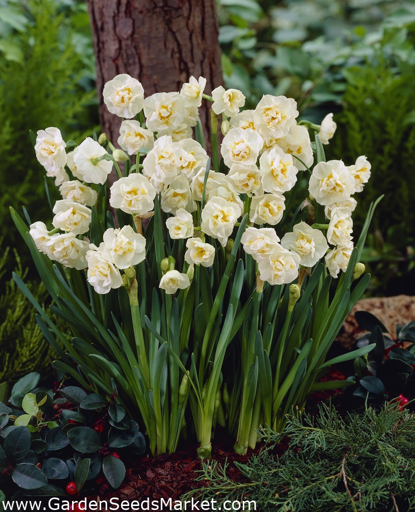 Narcissus Bridal Crown Daffodil Bridal Crown 5 bulbs Garden Seeds