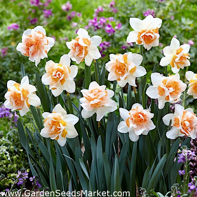 Daffodil, narcissus 'Replete' - large package - 50 pcs – Garden Seeds  Market | Free shipping