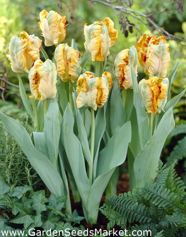 Tulipa Parrot King - Tulip Parrot King - 5 bulbs – Garden Seeds Market ...