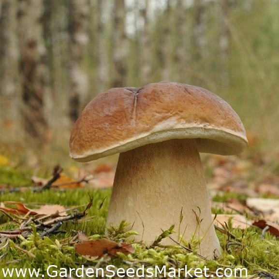 Set de ciuperci de stejar și fag - 3 specii - miceliu - – Garden Seeds  Market | Transport gratuit