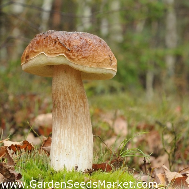 Birch cep - mycelium - Boletus betulicola – Garden Seeds Market | Doprava  zdarma