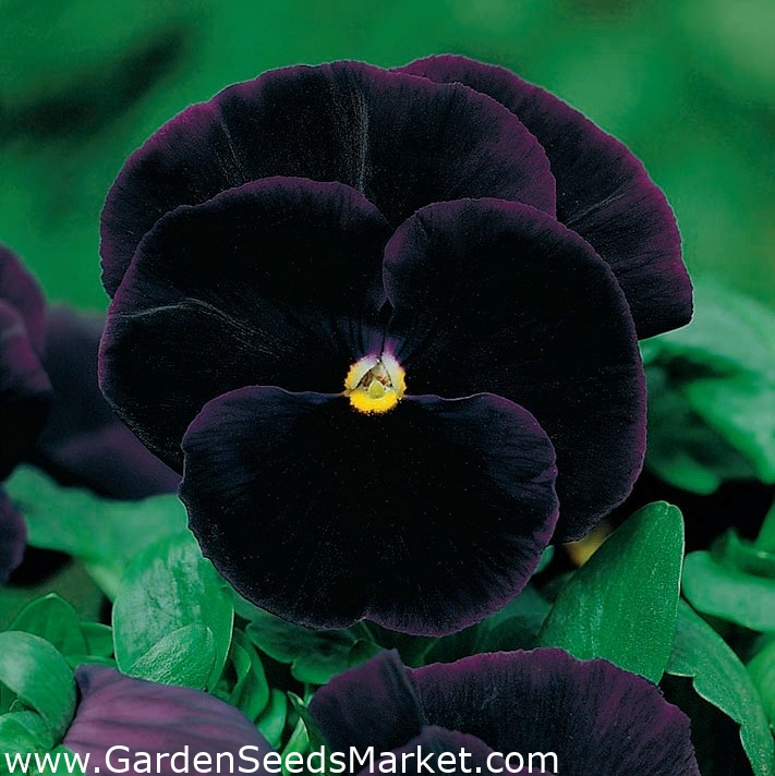 Stemorsblomst - Viola x wittrockiana - Black King - 320 frø - svart –  Garden Seeds Market | Gratis frakt