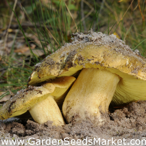 Sárgászöld pereszke - Micélium - Tricholoma equestre – Garden Seeds Market  | Ingyenes szállítás