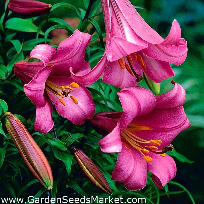 Pink Perfection Trumpet Lily
