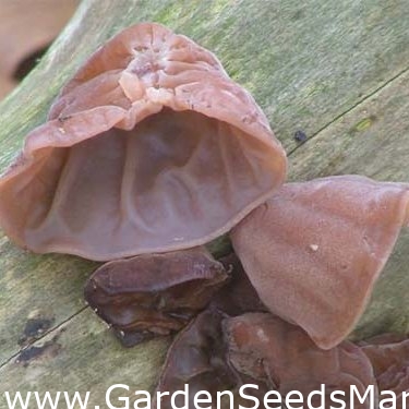 Reproduce Făcut sămi amintesc Trage Urechea urechilor; ureche de lemn, ureche de jeleu - Auricularia auricula-judae – Garden Seeds Market | Transport gratuit Reproduce Făcut sămi amintesc Trage Urechea urechilor; ureche de lemn, ureche de jeleu - Auricularia auricula-judae – Garden Seeds Market | Transport gratuit