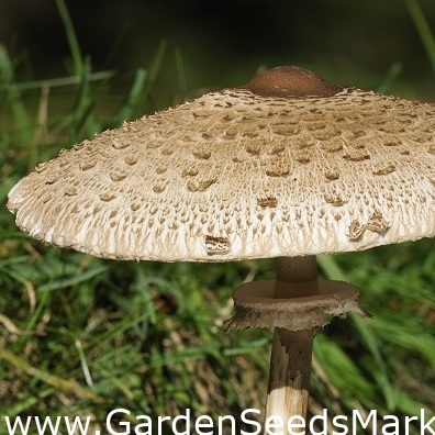 Cogumelo guarda-sol - 3 kg - Macrolepiota procera – Garden Seeds Market |  Frete grátis