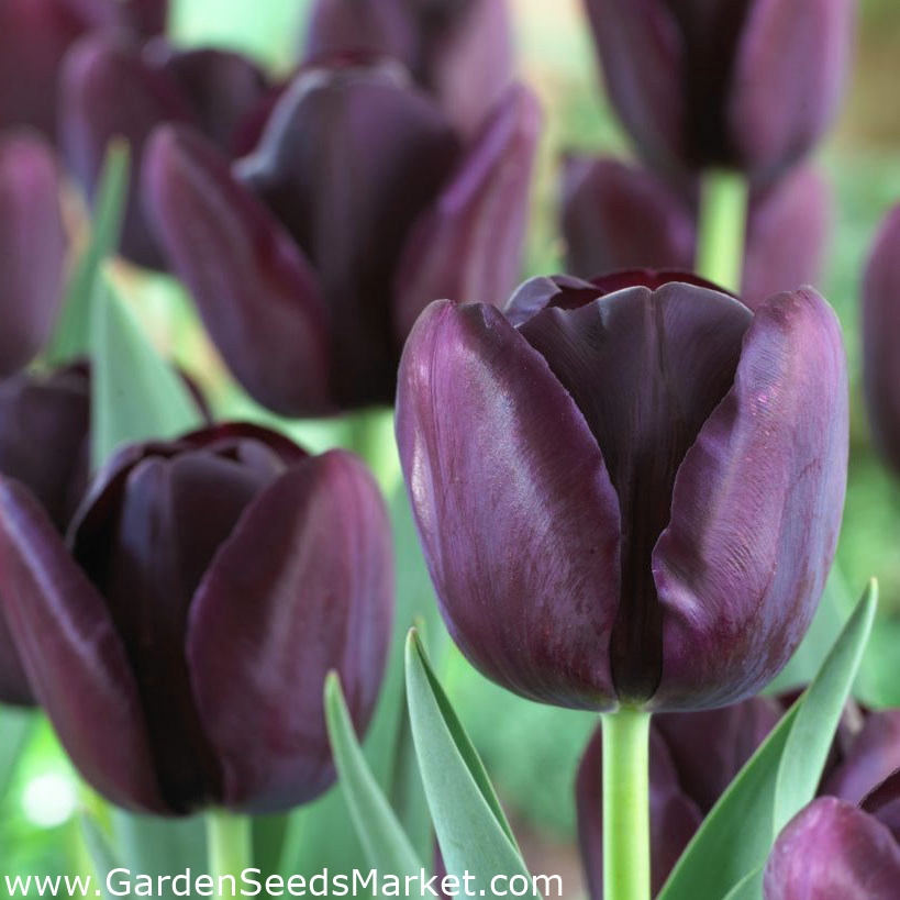 Tulipe Queen of Night - paquet de 5 pièces - Tulipa Queen of Night – Garden  Seeds Market | Livraison gratuite
