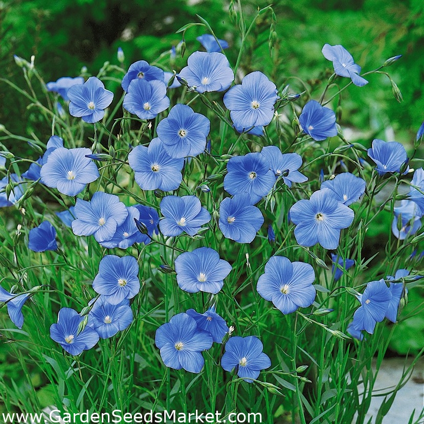 الكتان الدائم ، الكتان الأزرق ، الوبر - 700 بذرة - Linum perenne - ابذرة –  Garden Seeds Market | الشحن مجانا