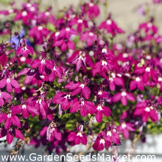 Carminered edging lobelia; garden lobelia, trailing lobelia 3200