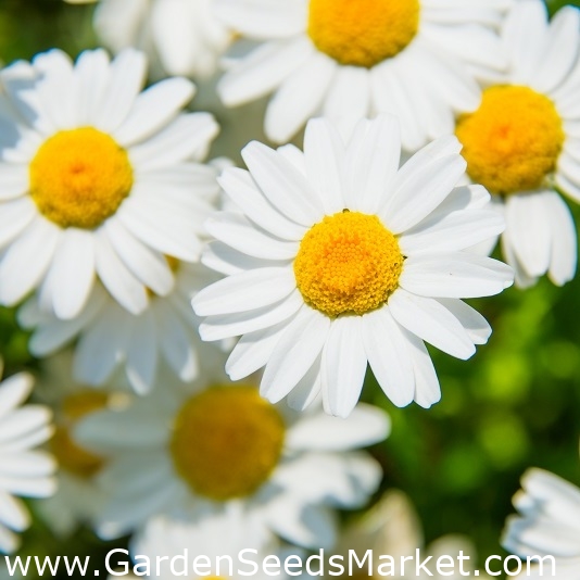 Fehér törpe krizantém - 340 mag - Chrysanthemum leucanthemum - magok –  Garden Seeds Market | Ingyenes szállítás
