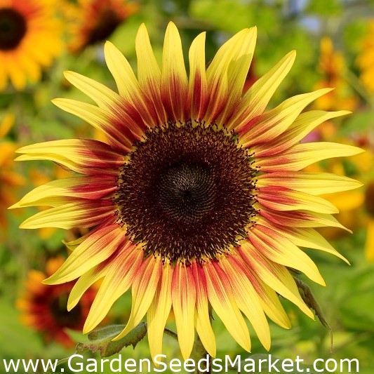 Ukrasna suncokreta "Zona sumraka" - žuta s crveno-smeđim prstenom -  Helianthus annuus - sjemenke – Garden Seeds Market | Besplatna dostava