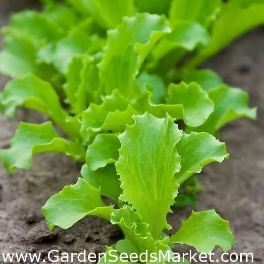 بيبي ليف - خس "لولو" - Lactuca sativa var. Foliosa - ابذرة – Garden Seeds  Market | الشحن مجانا