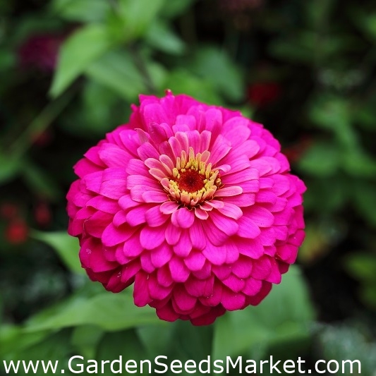 Zinnie "Liliput Rose Gem" - pink - 81 Samen - – Garden Seeds Market |  Kostenloser Versand