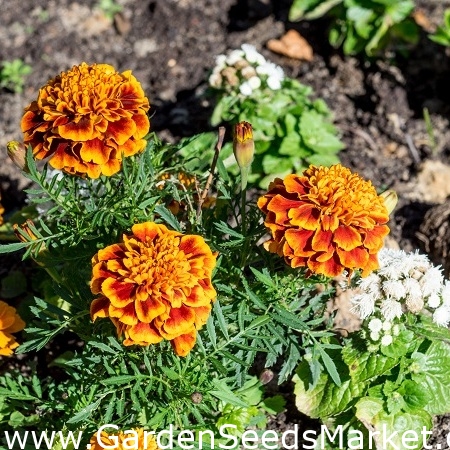 Tagetes patula - Honeycomb - 158 semi - Tagetes patula L. – Garden Seeds  Market | Spedizione gratuita