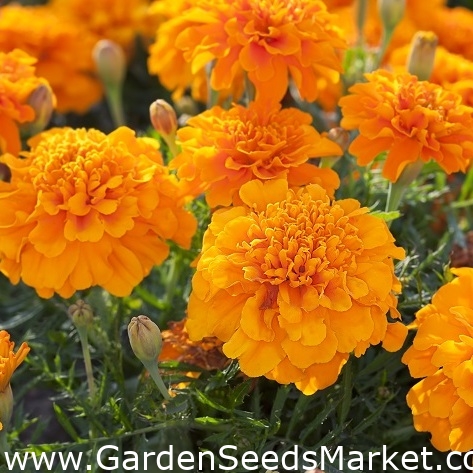 Fløjlsblomst - Mikrus - appelsin - Tagetes nana - frø – Garden Seeds | Gratis fragt