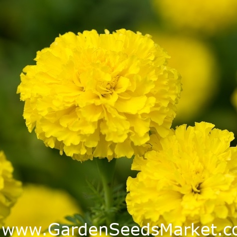 マリーゴールド オークの葉のレタス 2種類の種のセット シーズ Garden Seeds Market 送料無料 マリーゴールド オークの葉のレタス 2種類の種のセット シーズ Garden Seeds Market 送料無料