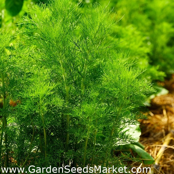 Aedtill - Amat - Anethum graveolens L. - seemned – Garden Seeds Market |  Tasuta saatmine
