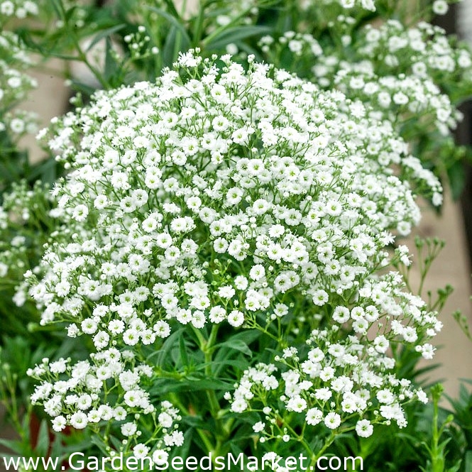 Gypsophila paniculata - 1400 semi - Gypsophila paniculata – Garden Seeds  Market