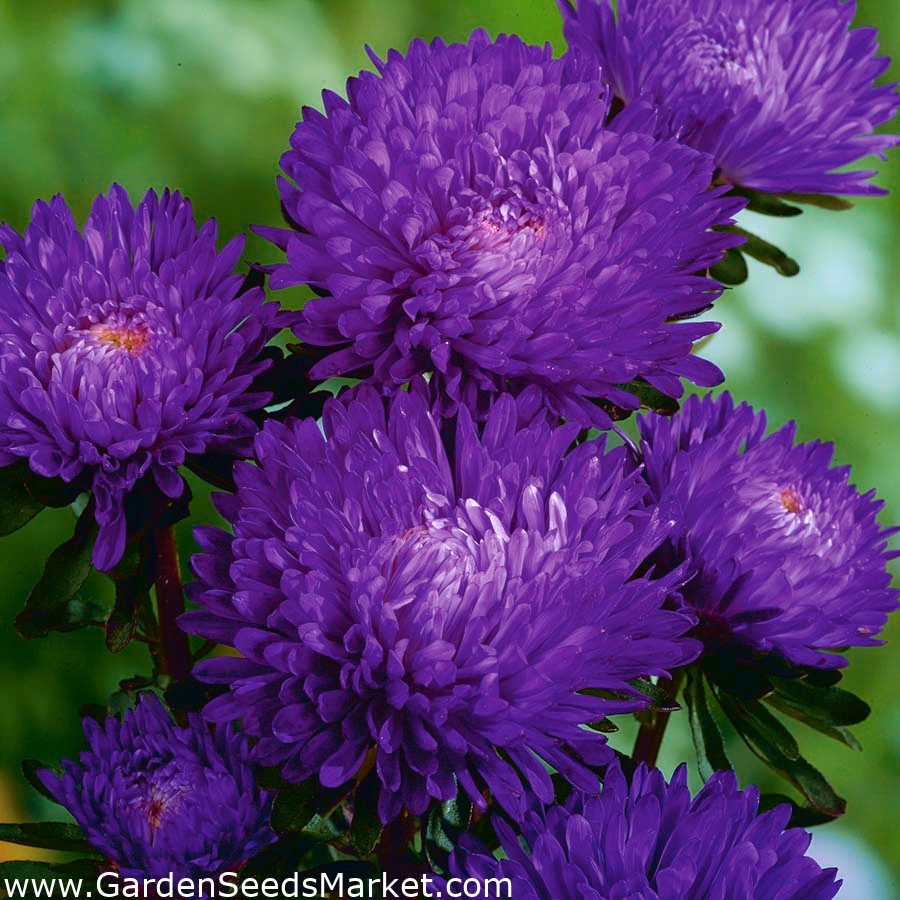 ドワーフ Turkus アスター ブルー 360種子 Callistephus Chinensis シーズ Garden Seeds Market 送料無料