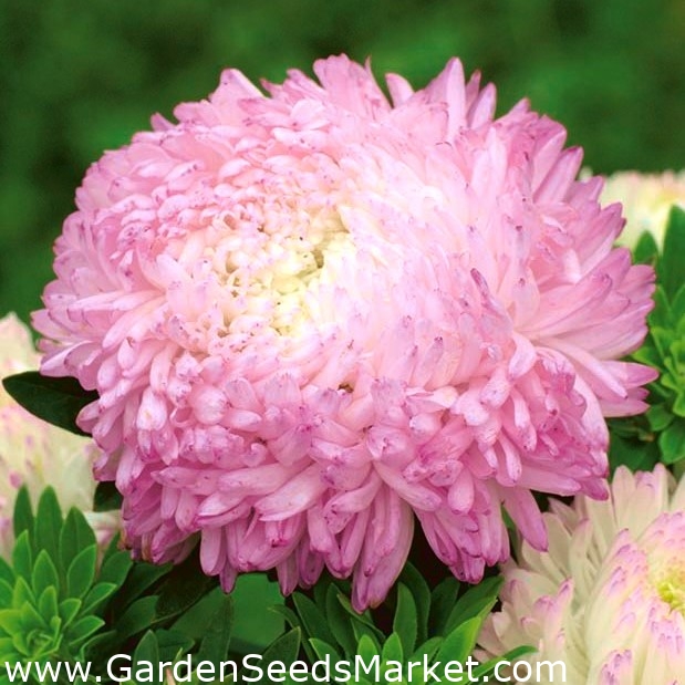 Pivoňka-kvetované aster "Anielka" - biela-ružová - 288 semien -  Callistephus chinensis - semená – Garden Seeds Market | Doprava zdarma