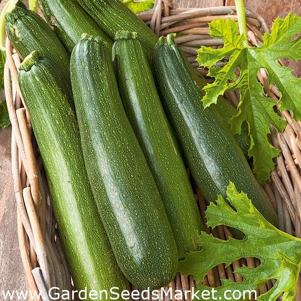 Courgette - Astra Polka - Cucurbita pepo - zaden – Garden Seeds Market |  Gratis verzending